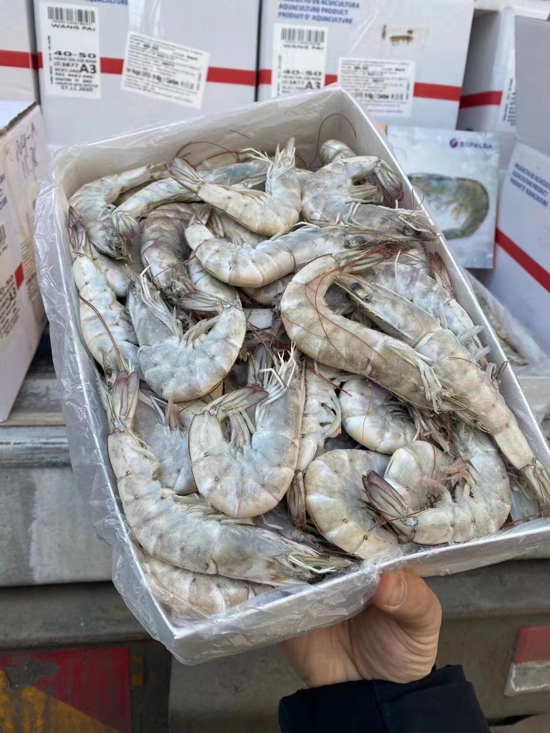 1.5kg王牌盐冻，3040-4050-5060，现货零担方便