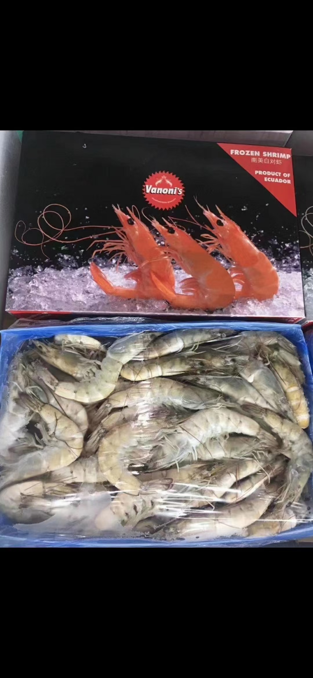 欧玛莎盐冻1.5KG 2030 零担 天环现货