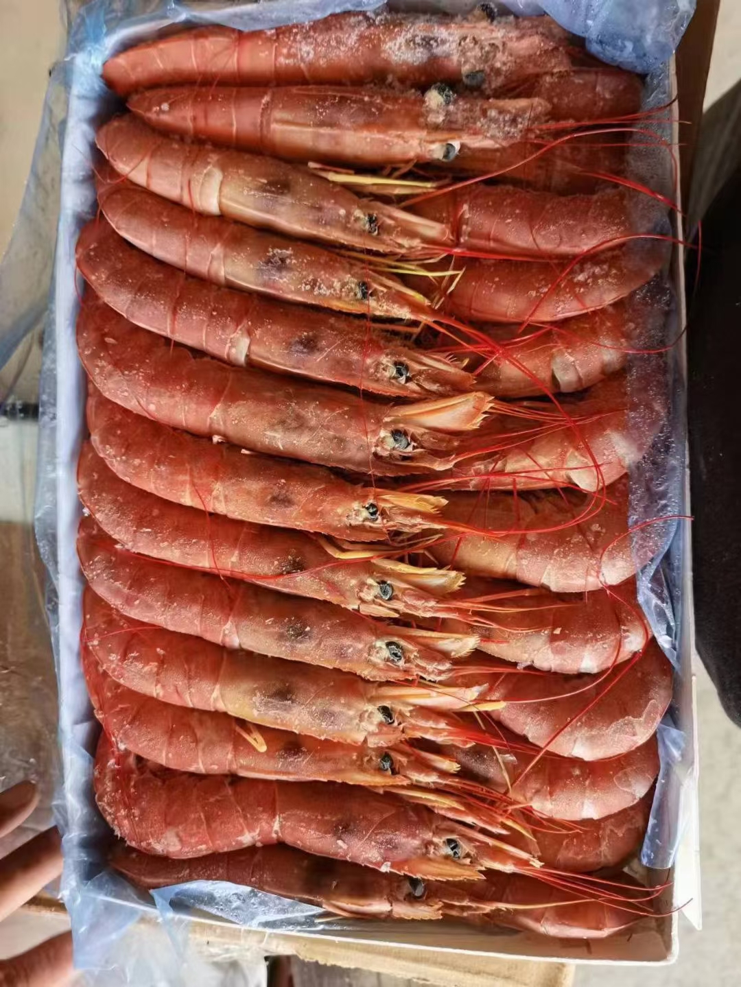 黑盖海捕大红虾 L1 L2 天环现货