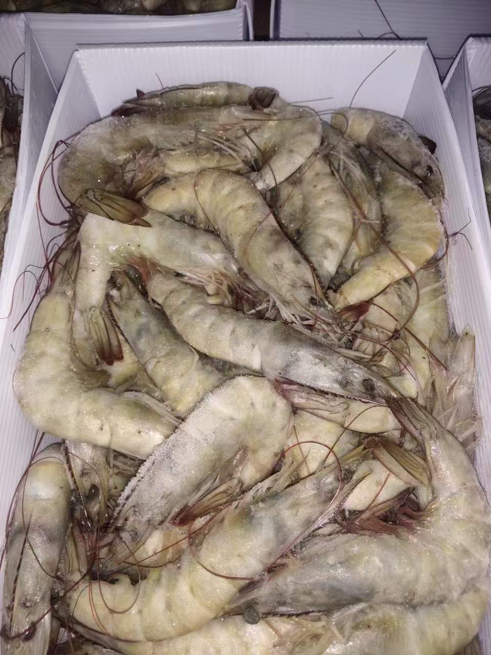 厄瓜多尔南美白虾 欧玛莎水冻1.4kg ​3040/4050/5060整柜散出均可