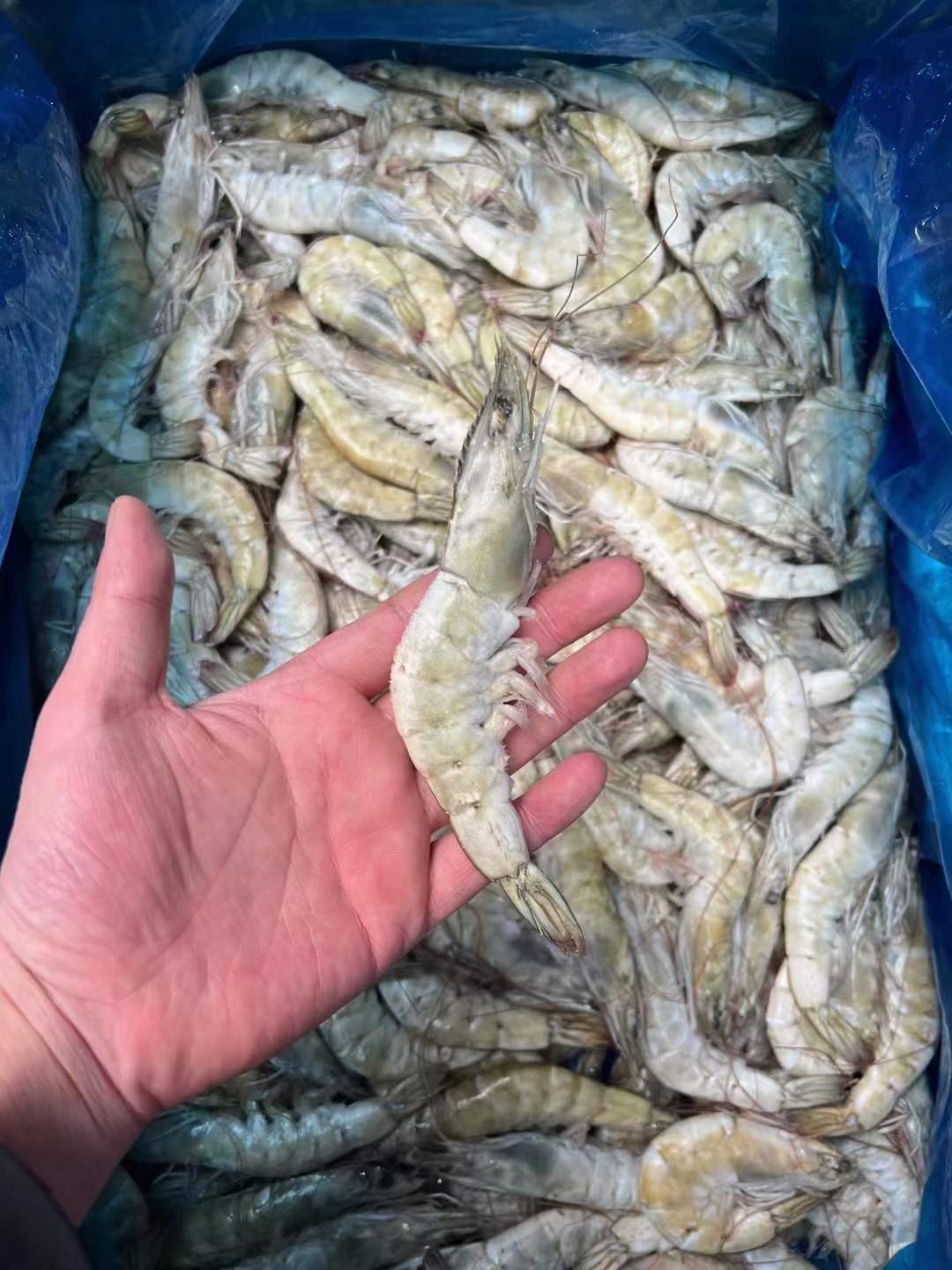 虾先生大板白虾2030/价格合适有需要的联系