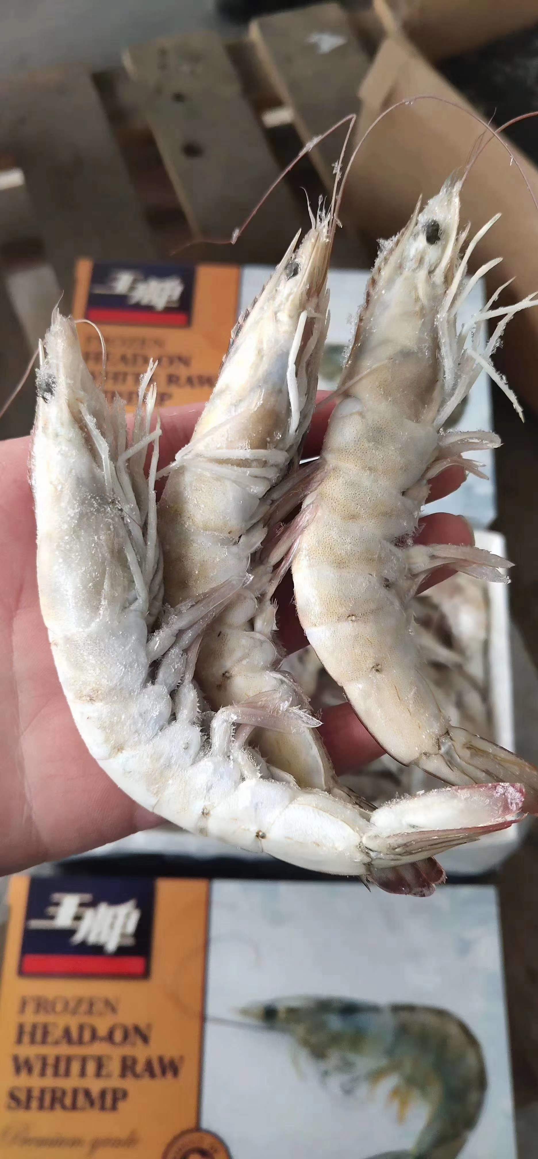 王牌盐冻白虾1.5kg 3040/4050单规格整柜，随时可以提