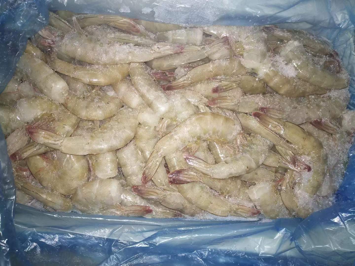 10月7日：厄瓜多尔无头白虾5KG*4盒 26/30 31/35 36/40 41/50 51/60，天津现货 厄瓜多尔三个公主无头白虾2KG*10盒 41/50 51/60，天环现货