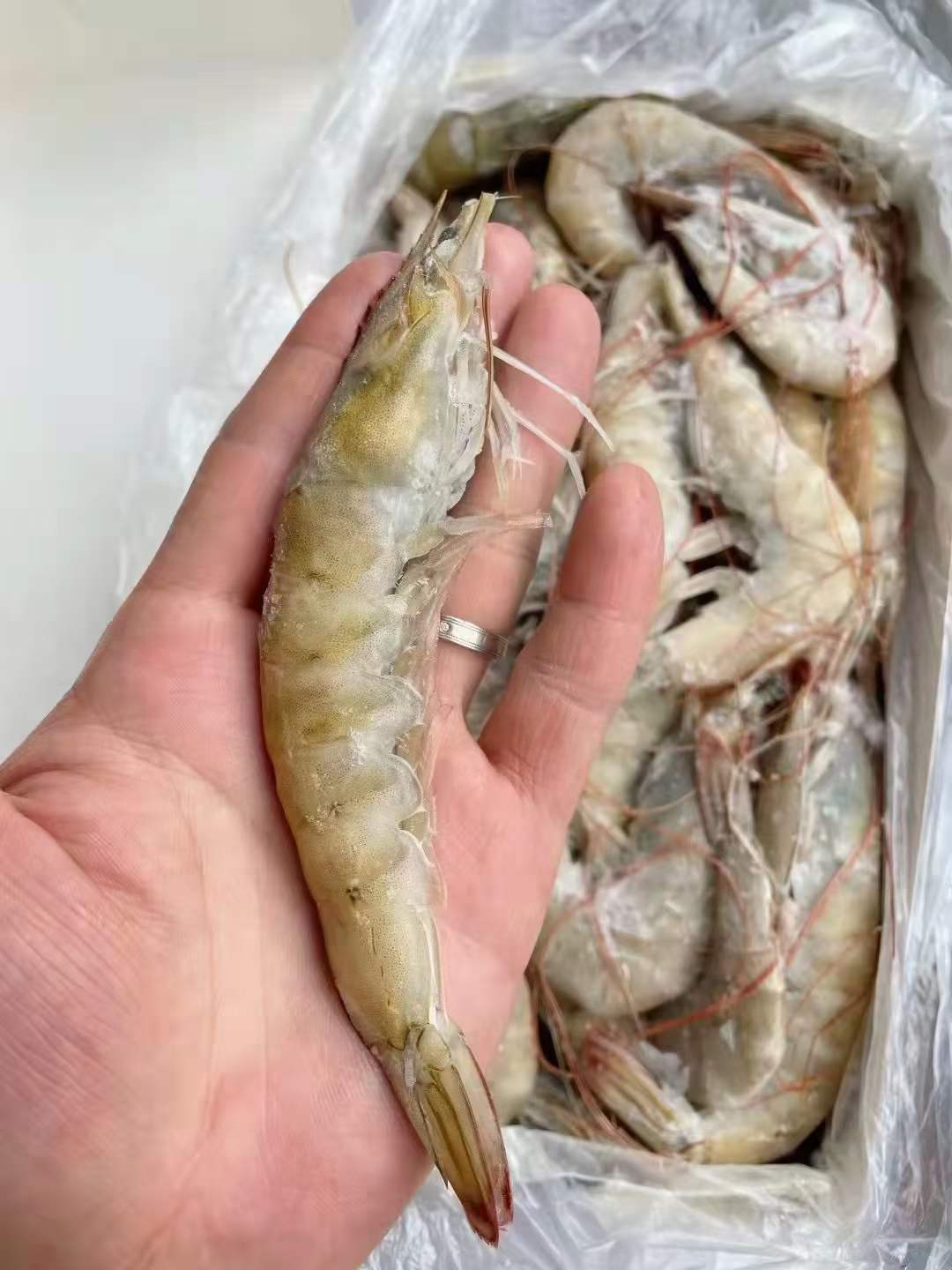 10月7日1.4kg王牌水冻白虾，2030-3040-4050-5060，现货零担可出。