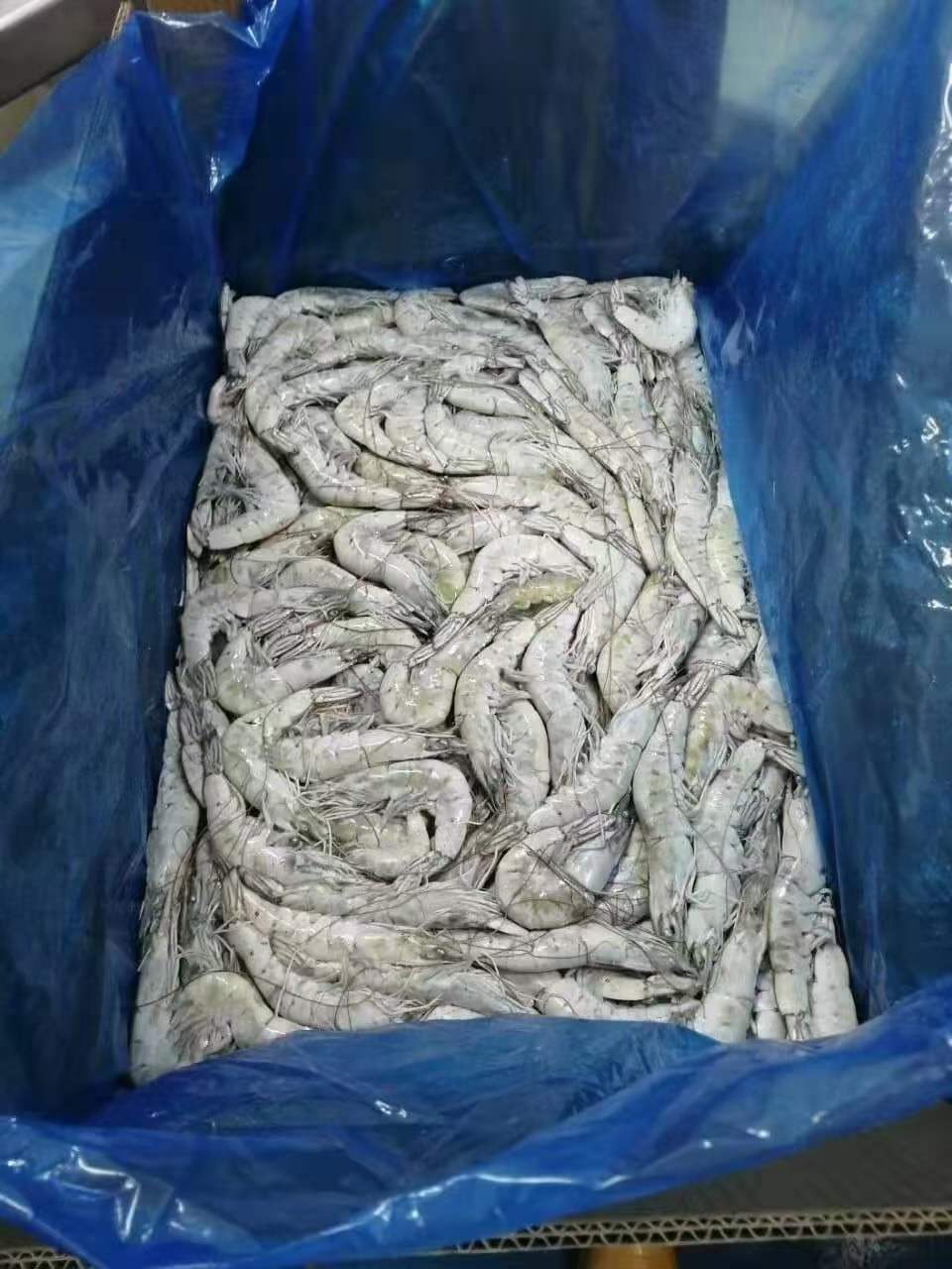 10月7日：蓝泰大板白虾3040/4050天津单规格整柜，价格合适
