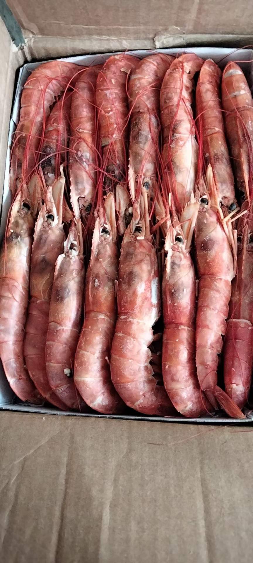 10月7日：黑盖海捕大红虾，1号，2号，河北天环现货，价格美丽