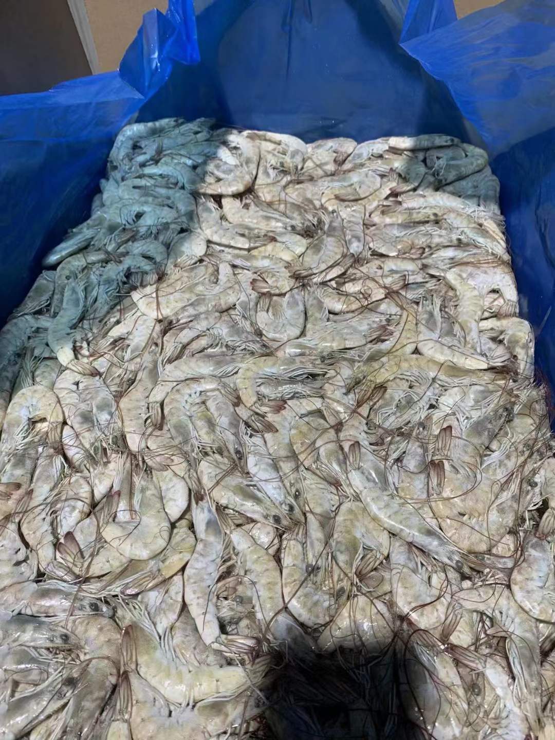 10月7日：委内瑞拉白虾24kg 70/80 200 件 80/100 300件 ​100/120 500件 ​天津提货，能用联系