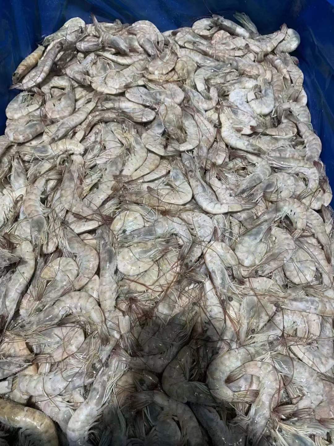 10月8日：委内瑞拉白虾24kg 70/80 200 件 80/100 300件 ​100/120 500件 ​天津提货，能用联系