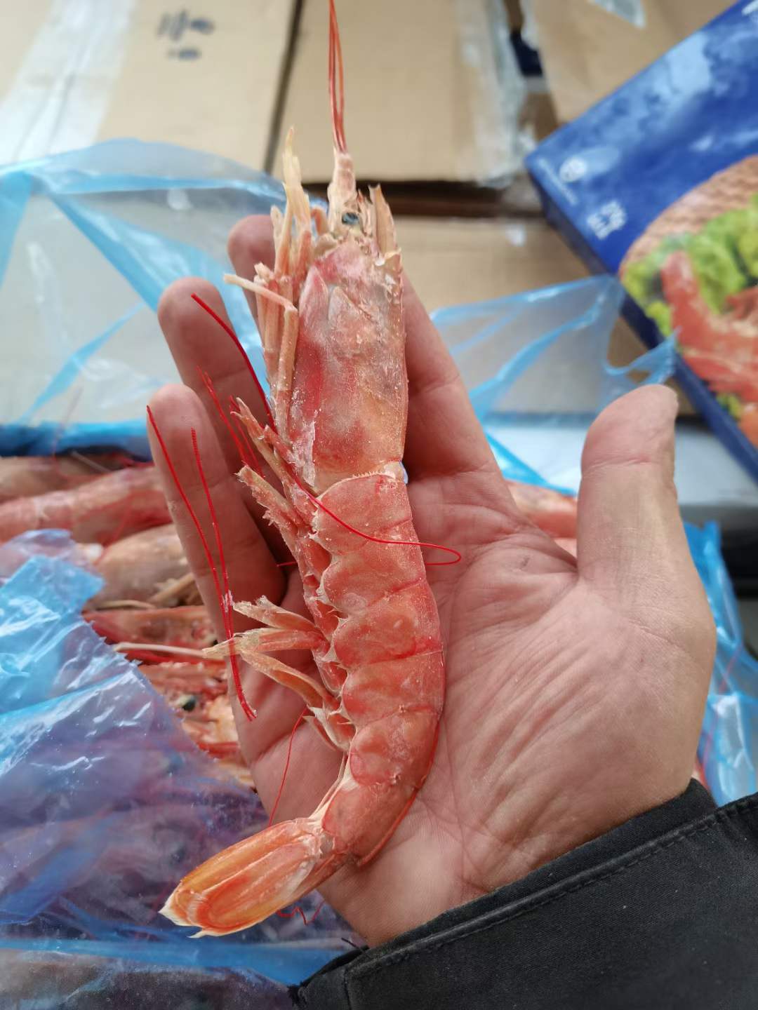 10月8日：最好月份的阿根廷红虾L1.看头说话