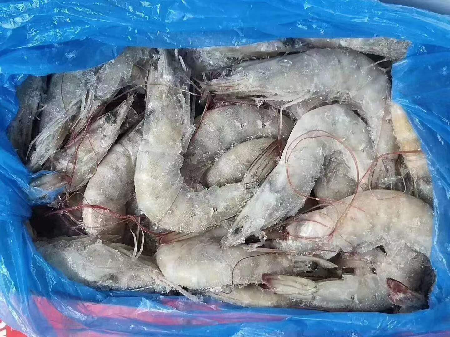 10月9日：厄瓜多尔南美白虾 欧玛莎水冻1.4kg ​3040/4050/5060整柜散出均可