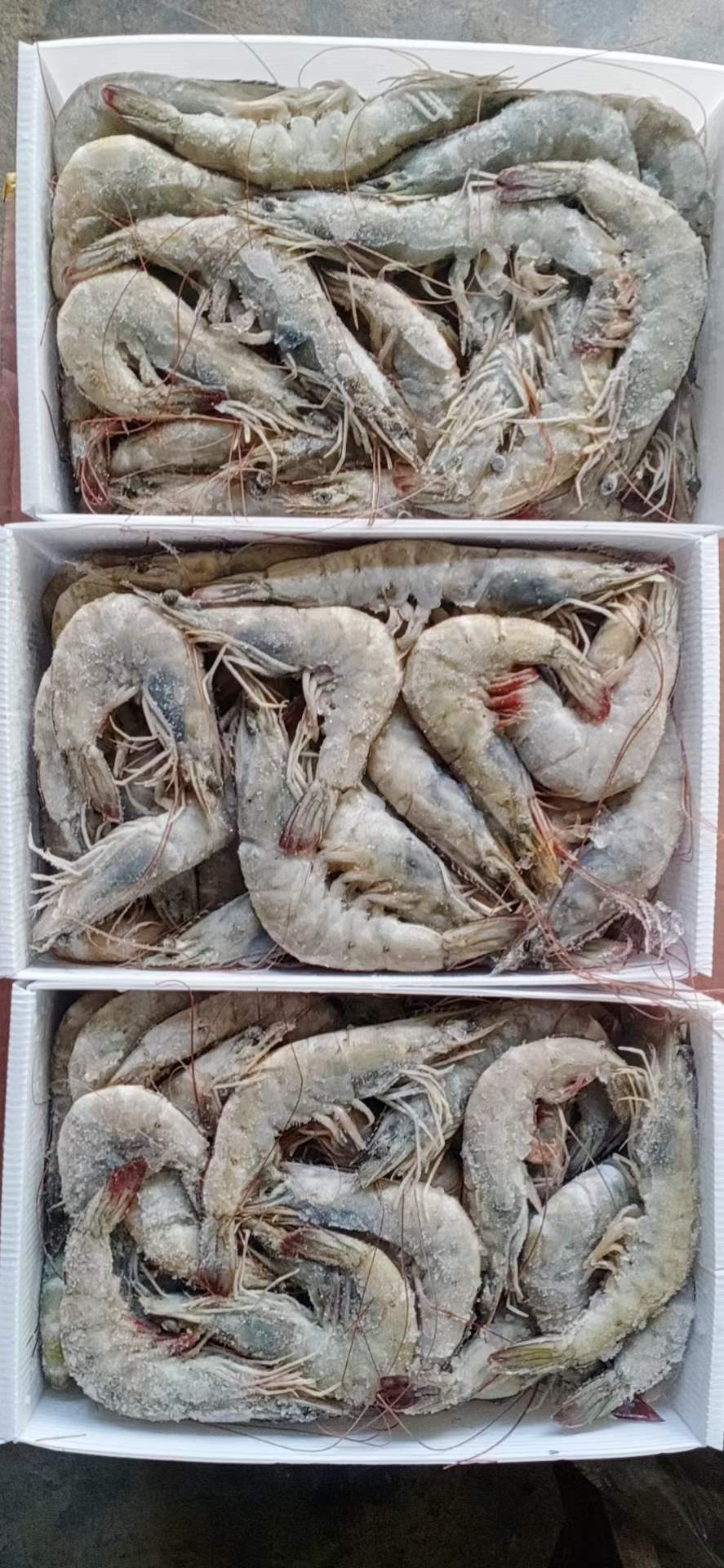 10月9日：1.65kg桑塔盐冻白虾，2030、3040，整柜天津，价格合适，各余一柜