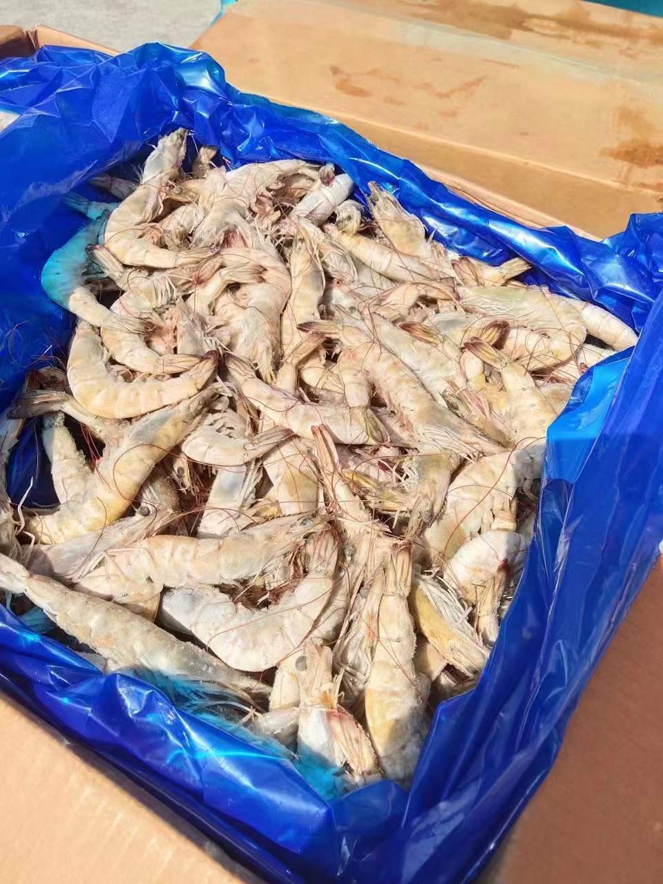 10月9日：国产大板白虾，3040/4050/5060河北天环现货，价格便宜