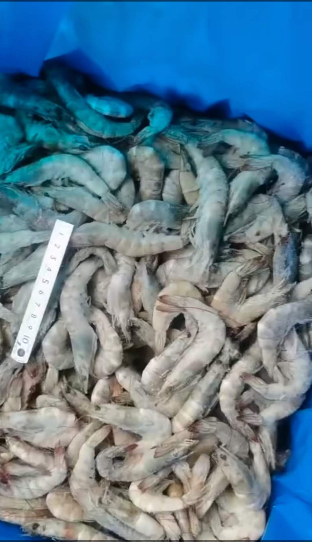 10月9日：低价处理一批临期虾。盐冻白虾，水冻白虾都有。